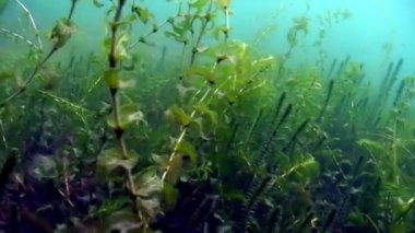 Baykal Gölü 'nün altında..