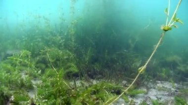 Baykal Gölü 'nün dibindeki su altında yeşil yosun ve çimen çalıları..