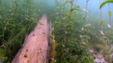 Baykal Gölü 'nün altında..