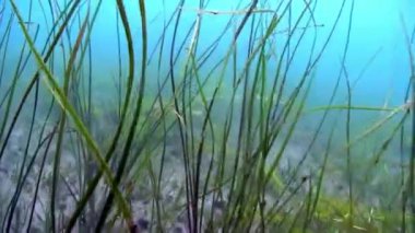 Baykal Gölü 'nün dibindeki su altında yeşil yosun ve çimen çalıları..