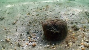 Baykal Gölü 'nün dibindeki su altı taşları..