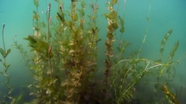 Baykal Gölü 'nün dibindeki su altında yeşil yosun ve çimen çalıları..