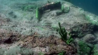 Baykal Gölü 'nün dibindeki su altı taşları..