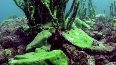 Porifera deniz süngeri Lubomirskiidae ve Spongillidae Baykal Gölü 'nün suları altında..