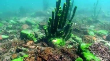Porifera deniz süngeri Lubomirskiidae ve Spongillidae Baykal Gölü 'nün suları altında..