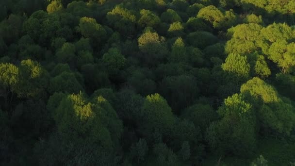 Az erdős folyó vadon élő környezete áttetsző, édesvízzel teli, zöld legelőkkel körülvett, lenyűgöző tájképi panorámával. Fogalom éghajlat kültéri természet. — Stock videók