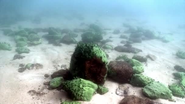 Baykal Gölü 'nün dibindeki su altı taşları.. — Stok video