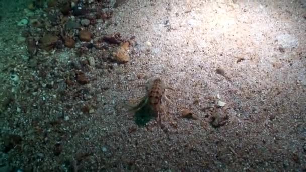 Schaaldieren rivierkreeft Acanthogammarus op zandbodem onderwater Baikalmeer. — Stockvideo