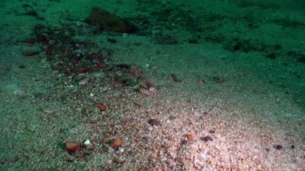Cangrejo de río crustáceo Acanthogammarus en fondo arenoso bajo el agua Lago Baikal. — Vídeos de Stock