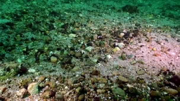 Kräftkräftor Acanthogammarus på sandbotten under vattnet Lake Baikal. — Stockvideo