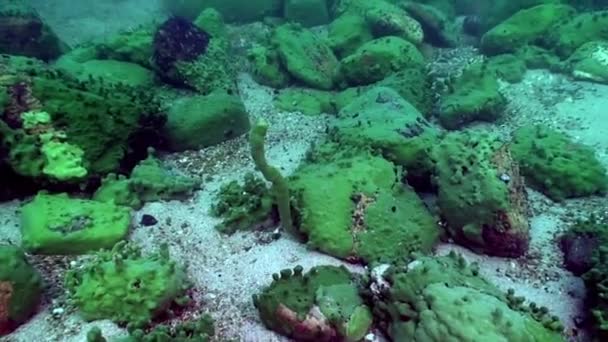Undervattensstenar på botten av sjön Baikal. — Stockvideo