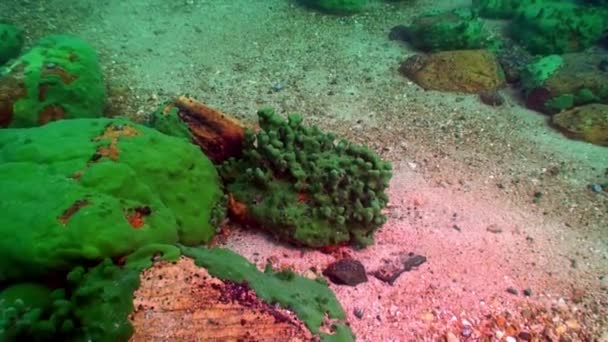 Esponja de mar Porifera Lubomirskiidae y Spongillidae bajo el agua del lago Baikal. — Vídeo de stock