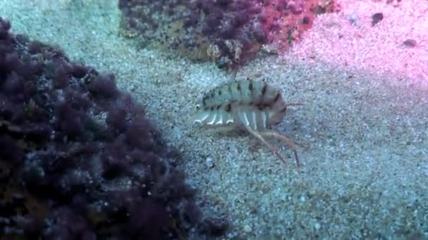 Cangrejo de río de cerca Acanthogammarus en el fondo arenoso bajo el agua Lago Baikal. — Vídeo de stock