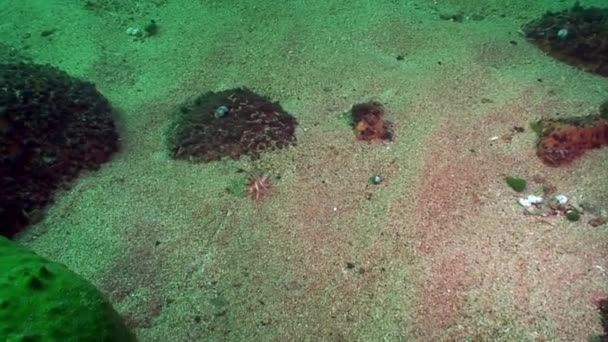 Piedras submarinas en el fondo de roca del lago Baikal. — Vídeos de Stock