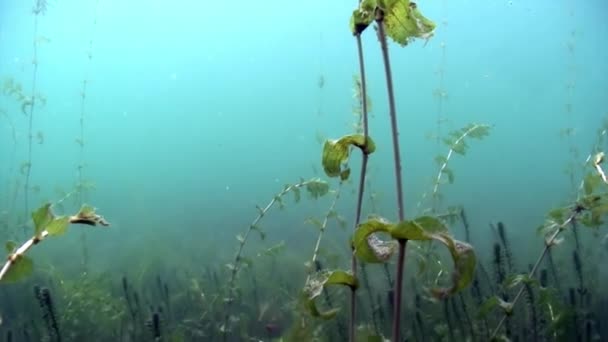 Fond sous-marin du lac Baïkal. — Video