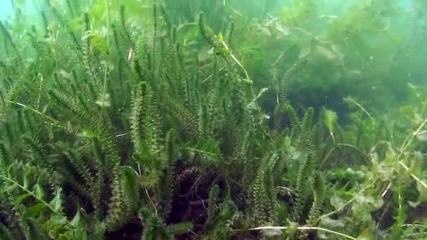 Zielone zarośla glonów i trawy na dnie jeziora Bajkał. — Wideo stockowe