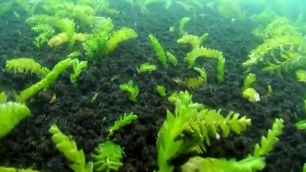Zielone zarośla glonów i trawy na dnie jeziora Bajkał. — Wideo stockowe