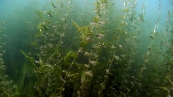 Зеленые заросли водорослей и травы на подводном дне озера Байкал. — стоковое видео