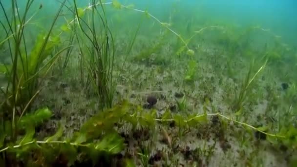 Zelené houští řas a trávy na podmořském dně jezera Bajkal. — Stock video