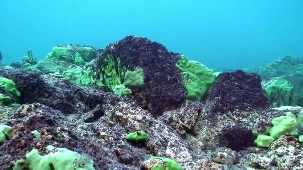 Piedras submarinas en el fondo de roca del lago Baikal. — Vídeo de stock