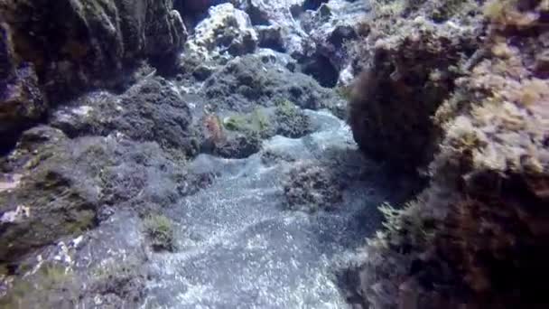 Fish underwater on sandy bottom of volcanic origin in Atlantic ocean. — Stock Video