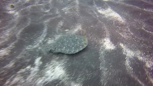 Macro video about flatfish underwater on sandy bottom of volcanic origin in Atlantic Ocean. — стокове відео