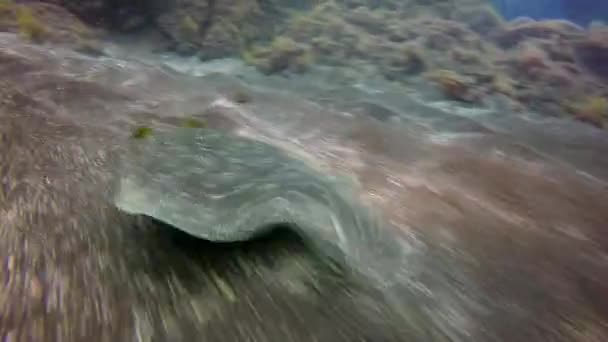 Ikan flounder close-up di bawah air di dasar berpasir asal vulkanik di samudra Atlantik. — Stok Video
