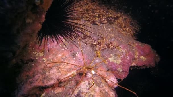 화산의 발원지인 대서양 해저에 사는 바다 거미. — 비디오