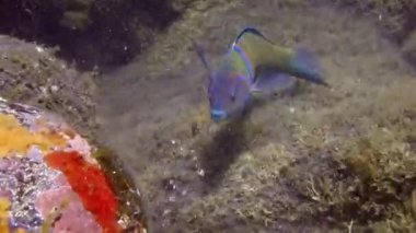 Atlantik Okyanusu 'nda inanılmaz bir papağan balığı..