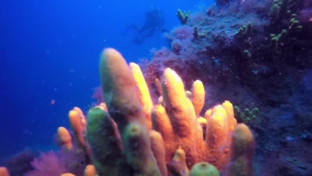 Vídeo macro sobre esponja marina bajo el agua en el fondo de origen volcánico en el océano Atlántico. — Vídeo de stock