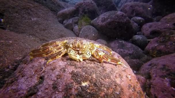 Vakker krabbe under vann i Atlanterhavet. – stockvideo