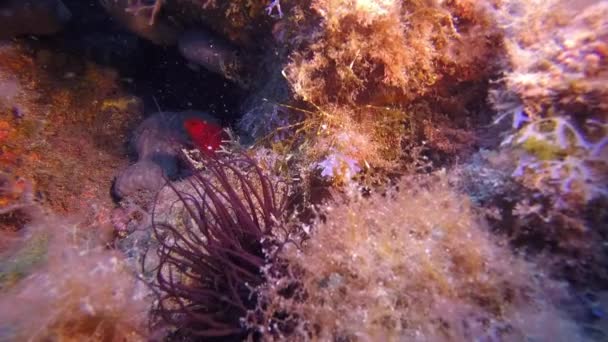 Macro video about sea spider underwater on bottom of volcanic origin in Atlantic Ocean. — стокове відео