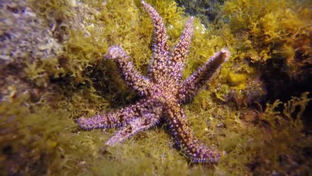 Estrella de mar bajo el agua en el fondo del océano Atlántico. — Vídeos de Stock