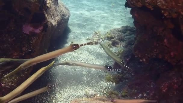 Fascinante flauta de pescado bajo el agua en el océano Atlántico. — Vídeo de stock