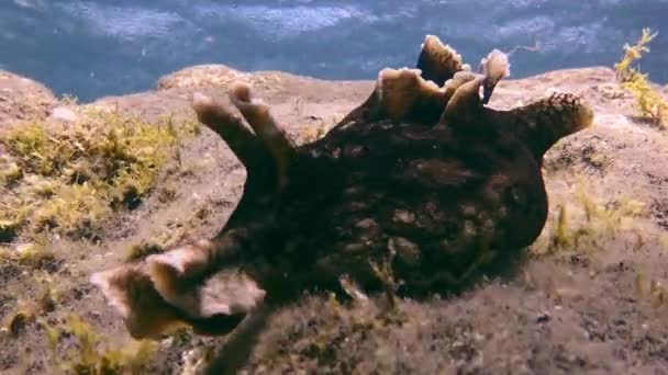 Zwarte schelpdierslak onderwater op de bodem van vulkanische oorsprong in de Atlantische Oceaan. — Stockvideo