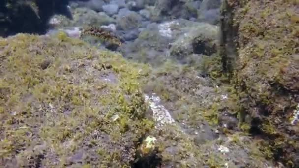 Flauta de peixe manchada subaquática no oceano Atlântico. — Vídeo de Stock