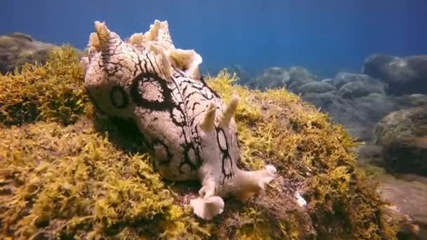Crostacei lumaca di mare maculata bianca sott'acqua sul fondo di origine vulcanica nell'oceano Atlantico. — Video Stock
