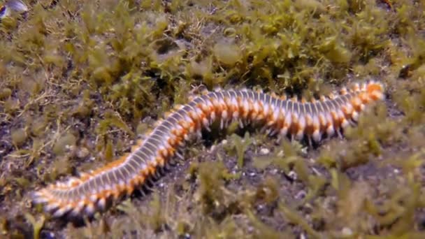 Milípedo ciempiés del mar bajo el agua en el océano Atlántico. — Vídeo de stock