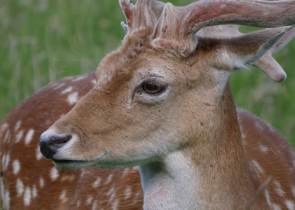 目に焦点を当てながら草の中に眠っている落ちた鹿の頭のショット — ストック写真