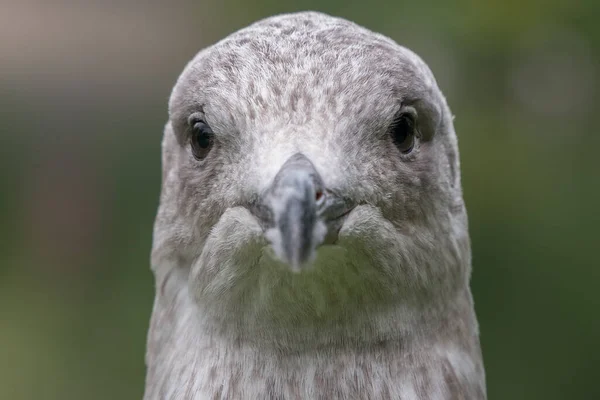 Grey Seagull Portrait Head Shot Looking Straight Camera — Stock Photo, Image