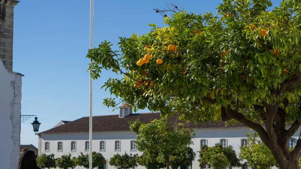 ファロ アルガルヴェ ポルトガルのオレンジの木 — ストック写真