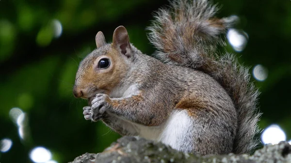Squirrel eating nuts. Cute squirrel portrait