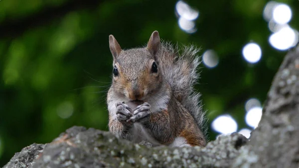 Squirrel eating nuts. Cute squirrel portrait