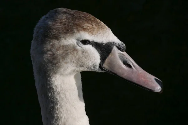 Retrato Cisne Mudo Joven Con Ojo Foco Agudo Fondo Oscuro — Foto de Stock