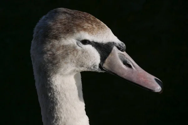 Giovane Ritratto Muto Del Cigno Con Occhio Fuoco Acuto Sfondo — Foto Stock