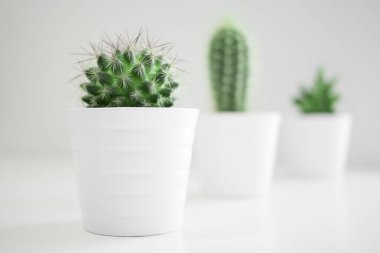 Üç yeşil kaktüs beyaz bir masada, beyaz tencerelerde ve sığ bir alan derinliğinde. Taze renklere sahip minimalist arkaplan.