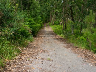 Kuzey Portekiz 'de yaz aylarında yeşil bir orman boyunca toprak yol / patika.