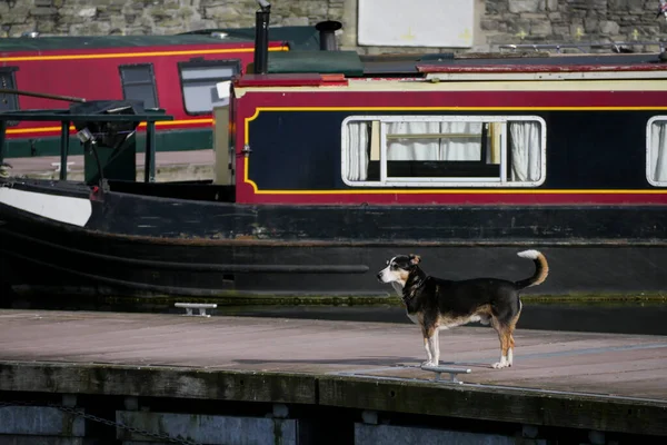 Petit Chien Devant Maison Bateau Péniche Canal Vit — Photo