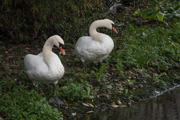 Par Cisnes Mudos Están Uno Lado Del Otro Orilla Del — Foto de Stock