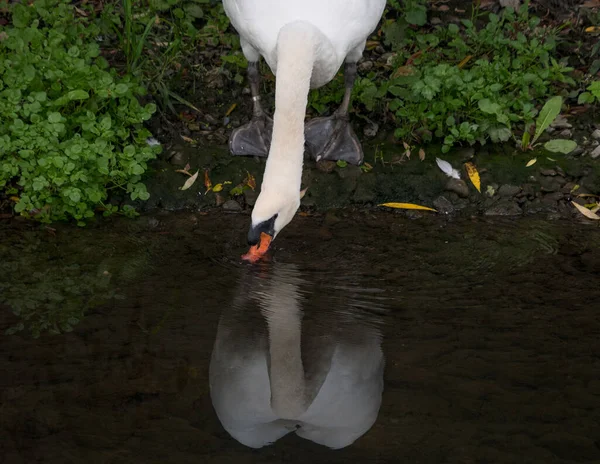 Cisne Agua Potable Del Río Con Reflejo Visible Agua — Foto de Stock